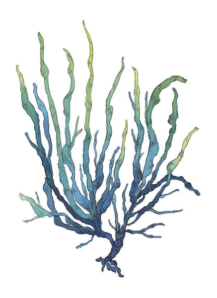 Blue Green Seaweed Art Print - Artista Style