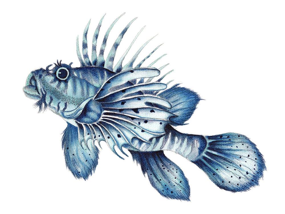 Blue Lionfish Watercolor Limited Edition Art Print Nautical Art Hamptons Style Decor - Artista Style