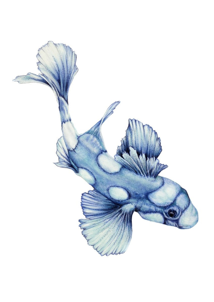 Blue Spotted fish Watercolour Art Print Coastal Boho Australian Style - Artista Style