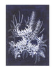 Blue White Waratahs Woodblock Painting 25x35cms No 24 - Artista Style