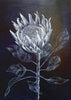 King Protea Woodblock Painting 25x35cms No 12 - Artista Style