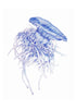 Lions mane Jellyfish Watercolour Art Print Coastal Boho Australian Style - Artista Style