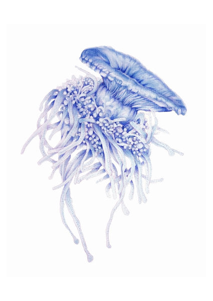 Lions mane Jellyfish Watercolour ART PRINT SALE - Artista Style