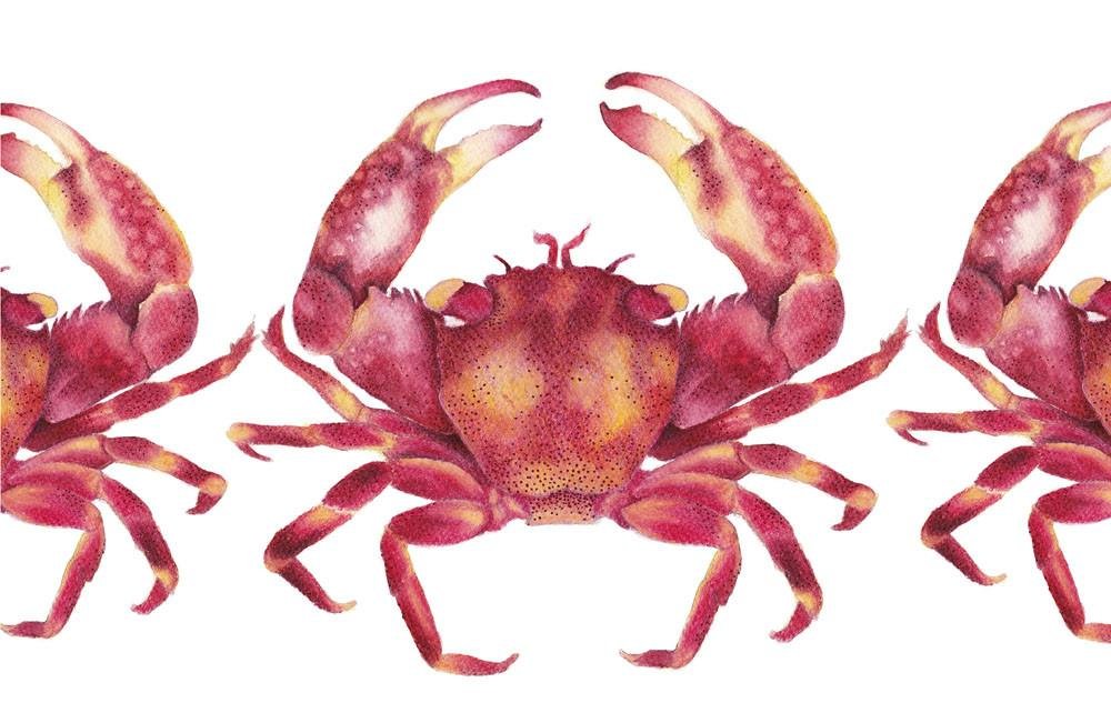 Marching Red Crabs Watercolour Art Print Limited Edition Scientific Illustration Nautical Art - Artista Style
