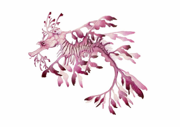 Pink Leafy Sea Dragon Archival Art Print of Original Watercolour Painting - Artista Style