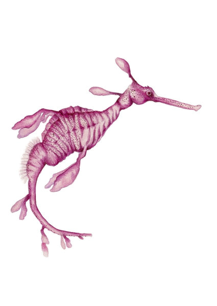 Pink Weedy Sea Dragon Archival Print of an Original Watercolour Painting - Artista Style