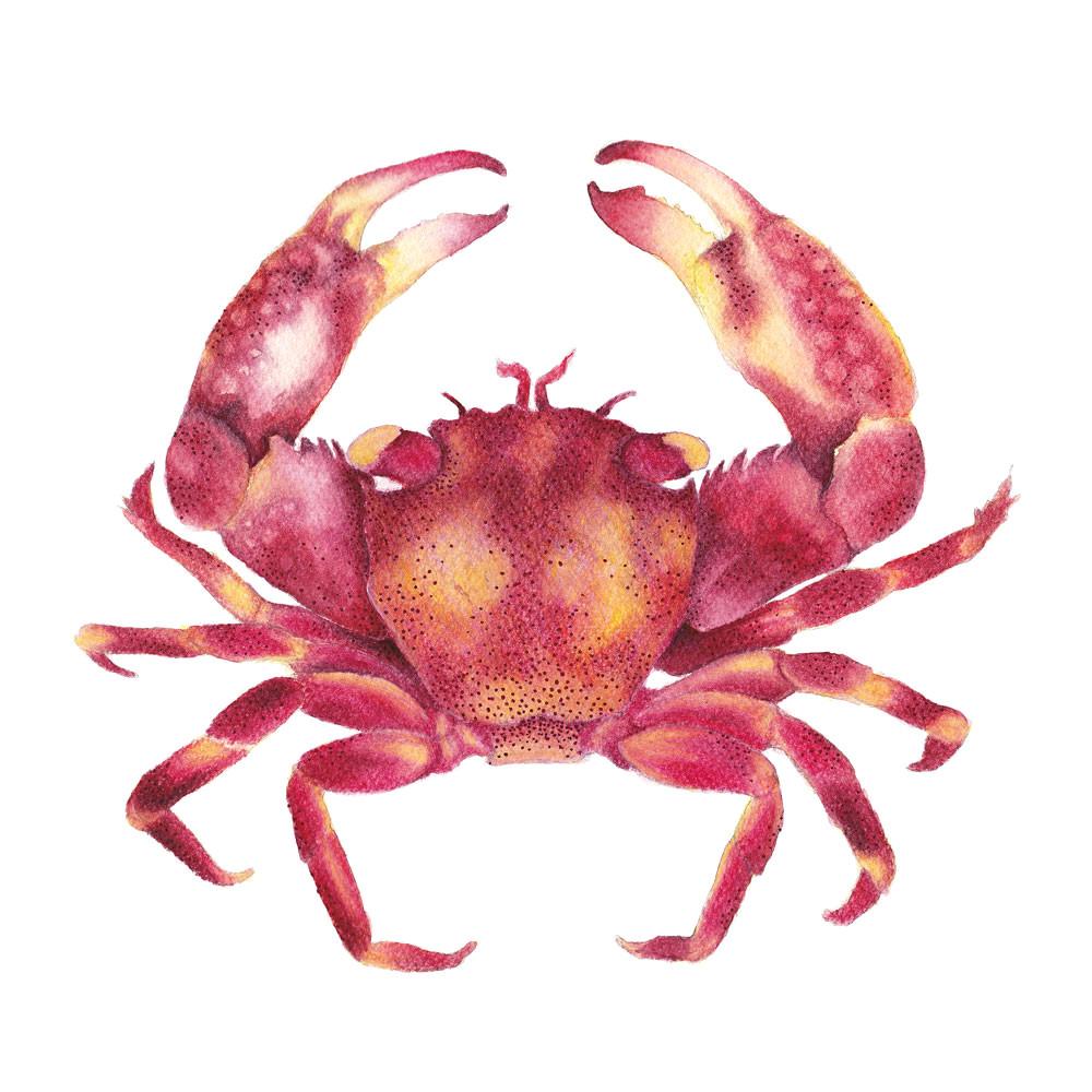 Red Crab Square Art Print Nautical Artwork - Artista Style