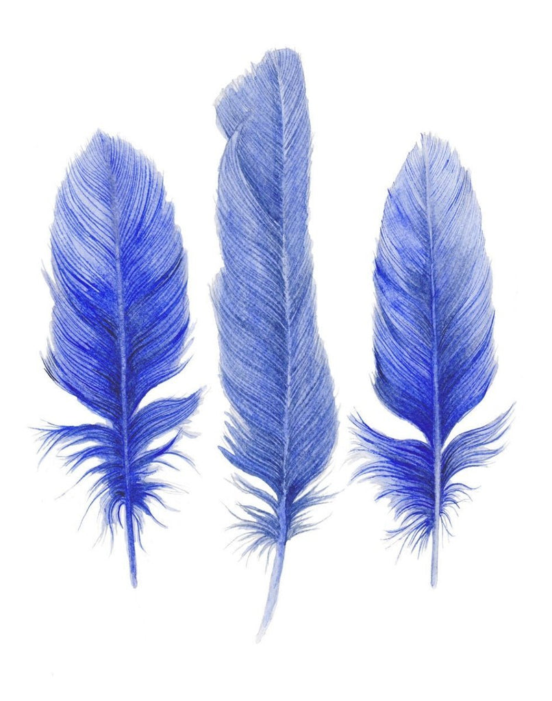 Three Blue Feathers Art Print - Artista Style