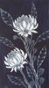 Waratah flowers Woodblock Painting Blue White 14 x 25cm No 21 - Artista Style