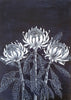 Waratah Flowers Woodblock Painting Blue White 25x35cms No 14 - Artista Style